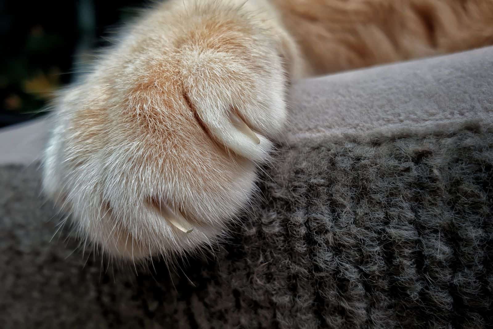 brittle claws in a cat