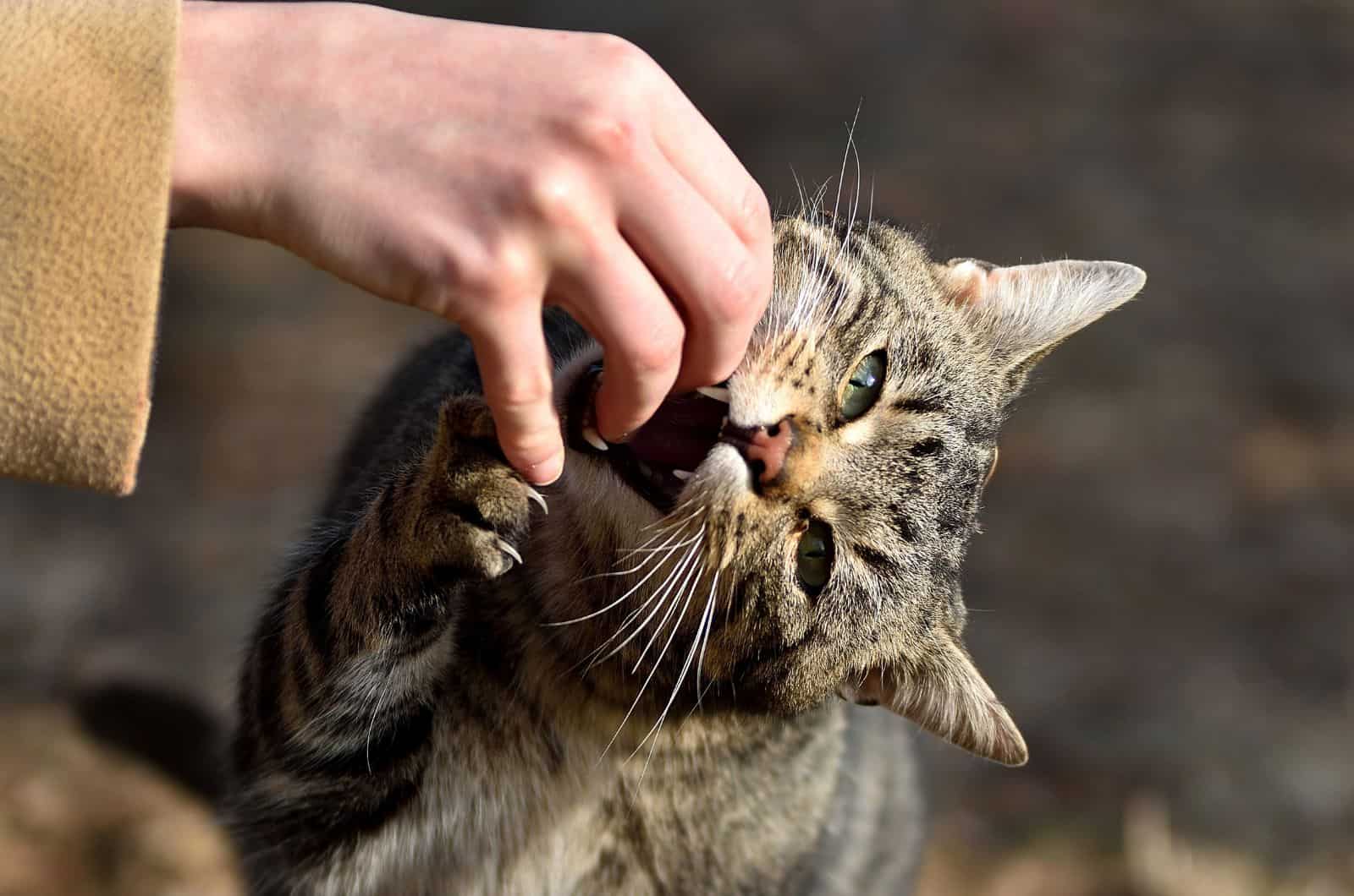 cat biting fingers