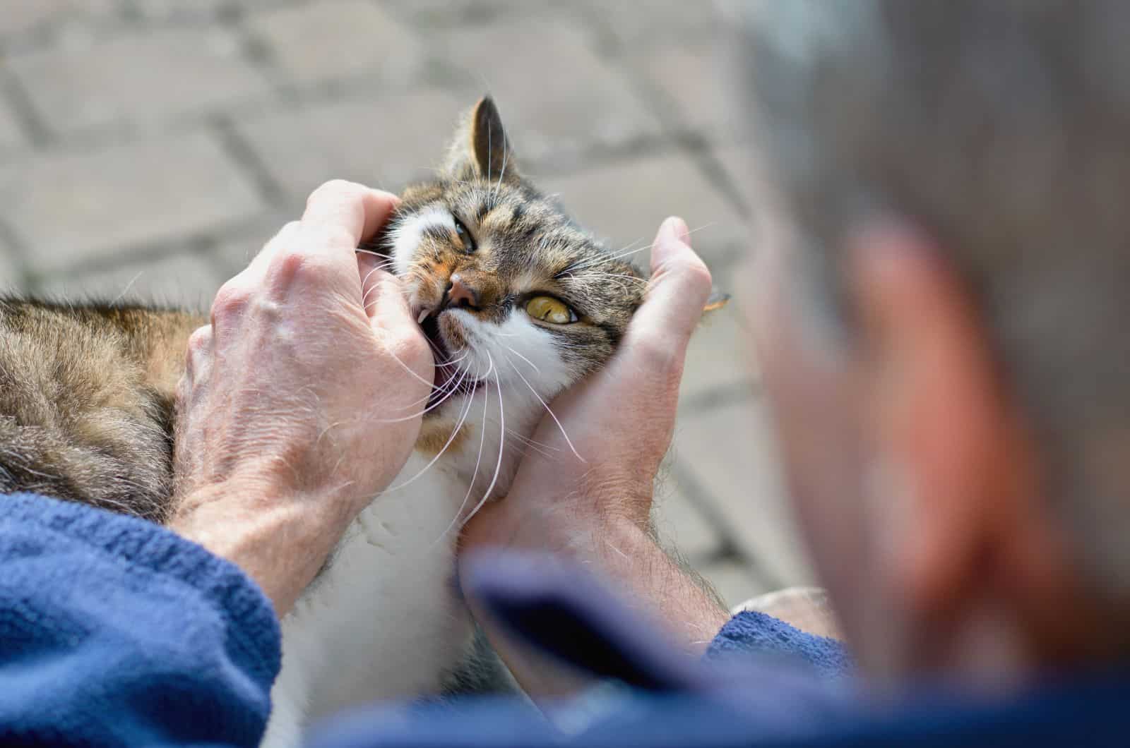 cat biting man's hand