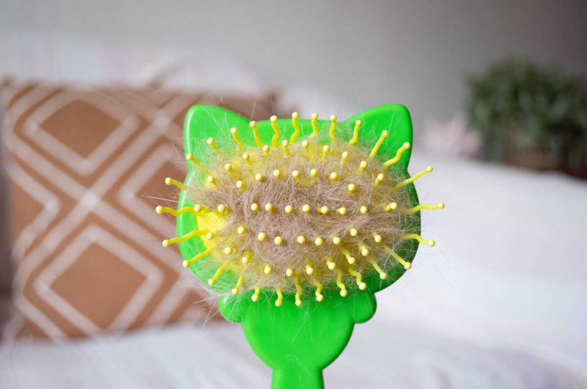 Why Has My Cat's Fur Gone Lumpy? 12 Potential Causes