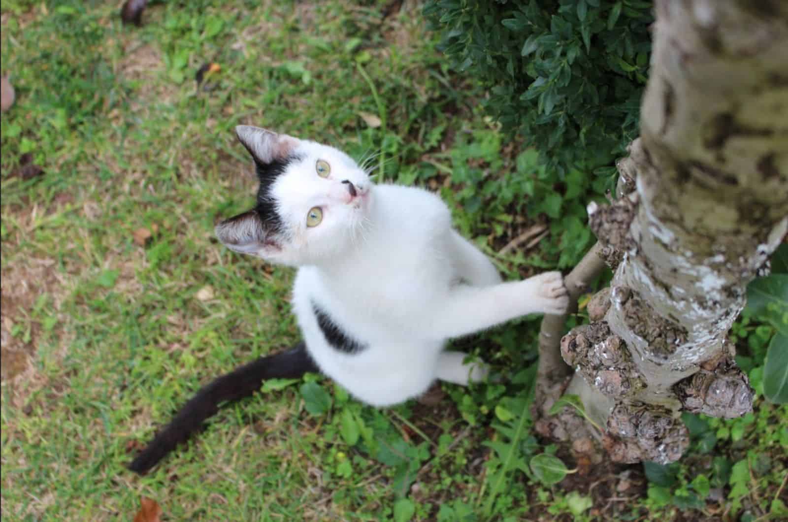 cat climbing on tree