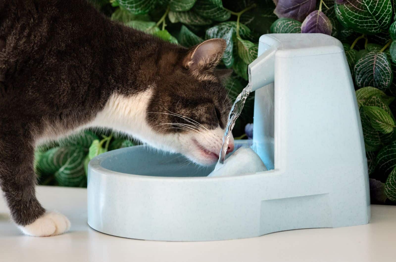 cat drinking water from her blue bowl