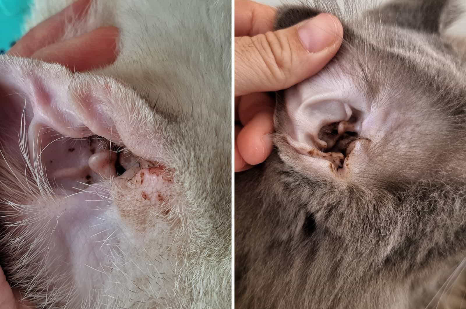 cat ear mites and cat wax