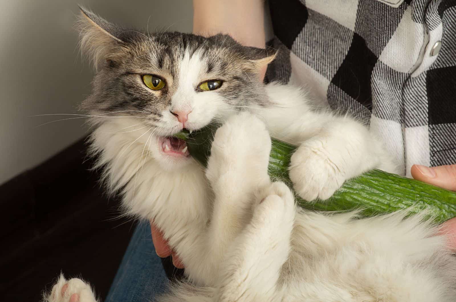 cat eating cucumber