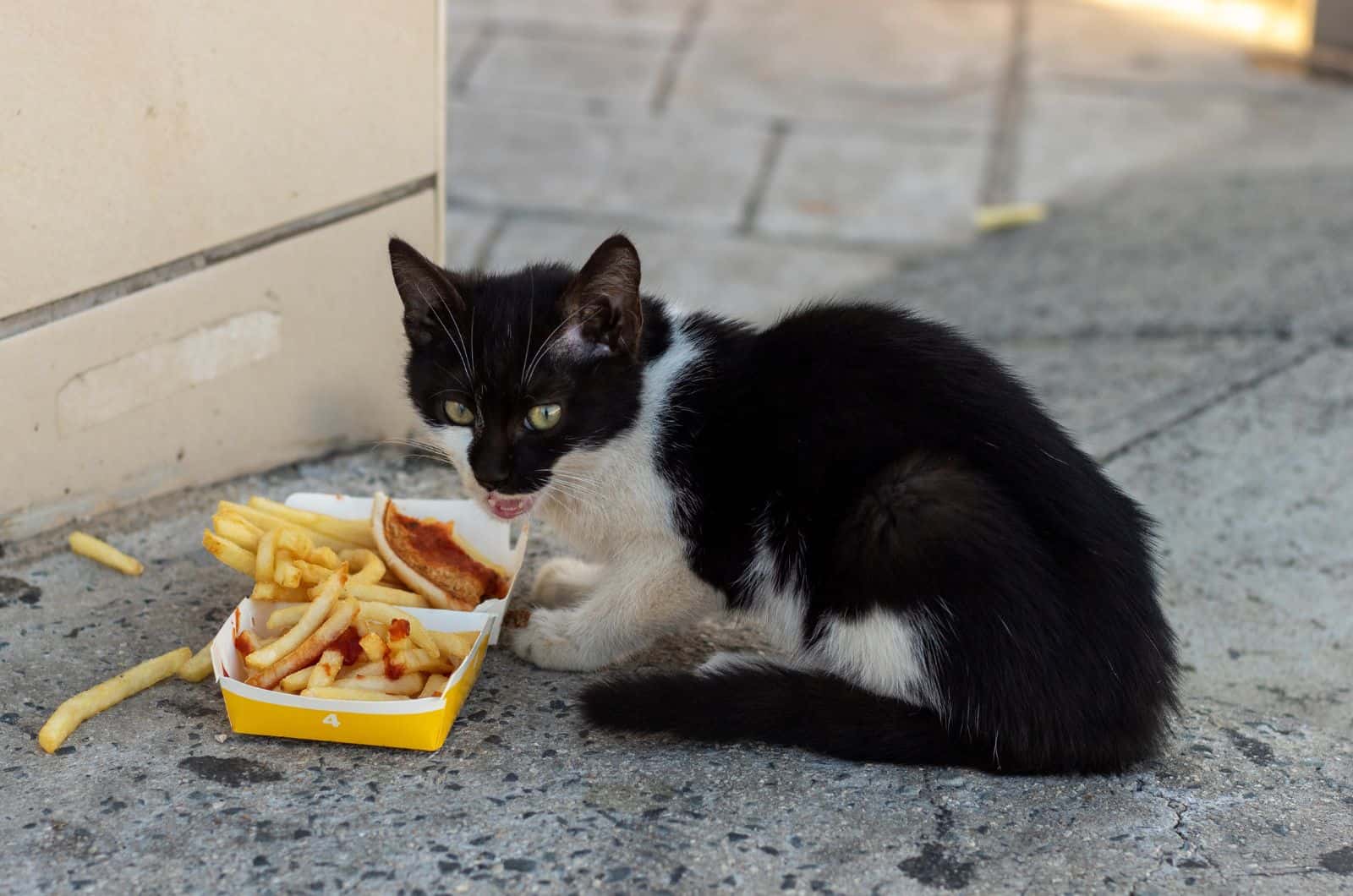 cat eating fries on street