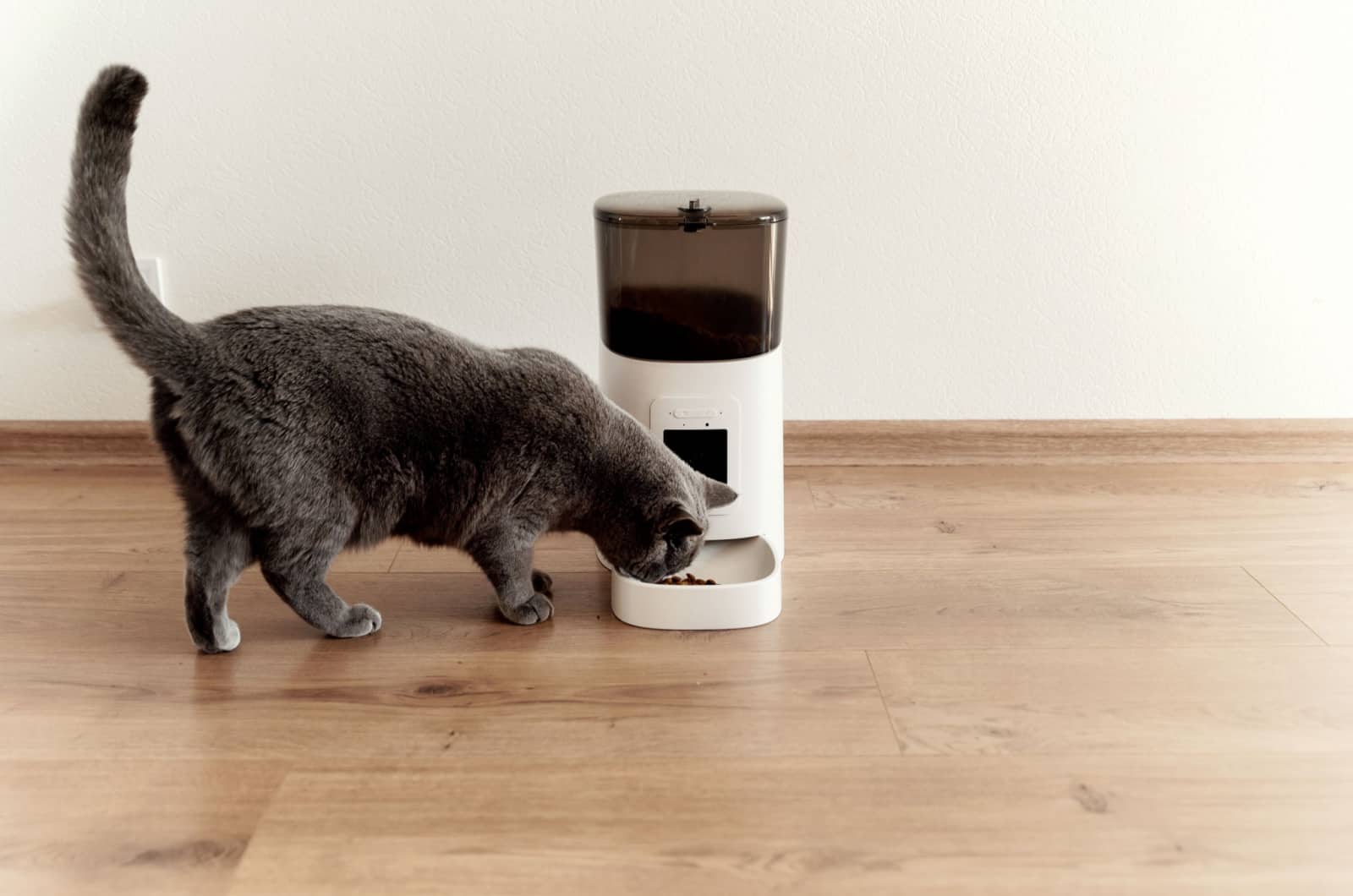 cat eating from an automatic feeder