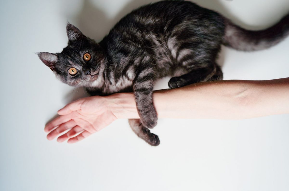 Why Does My Cat Nibble Me? Why Do We Say Love Bites?