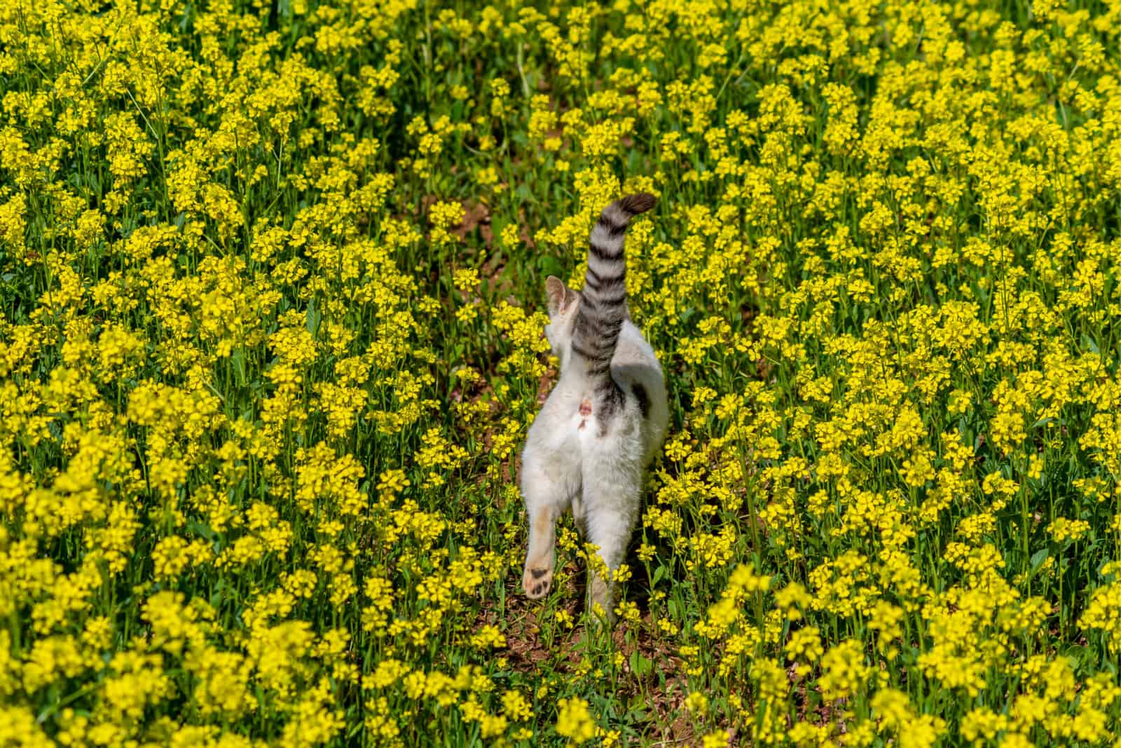 cat in a field of flowers