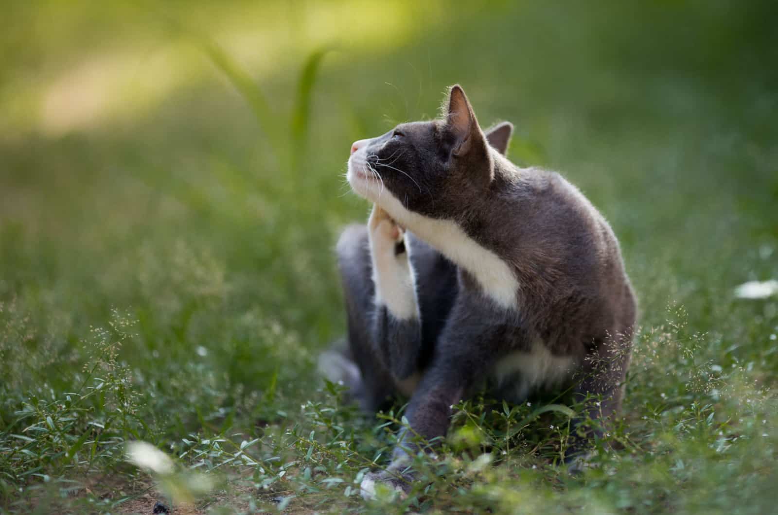 cat itching from fleas