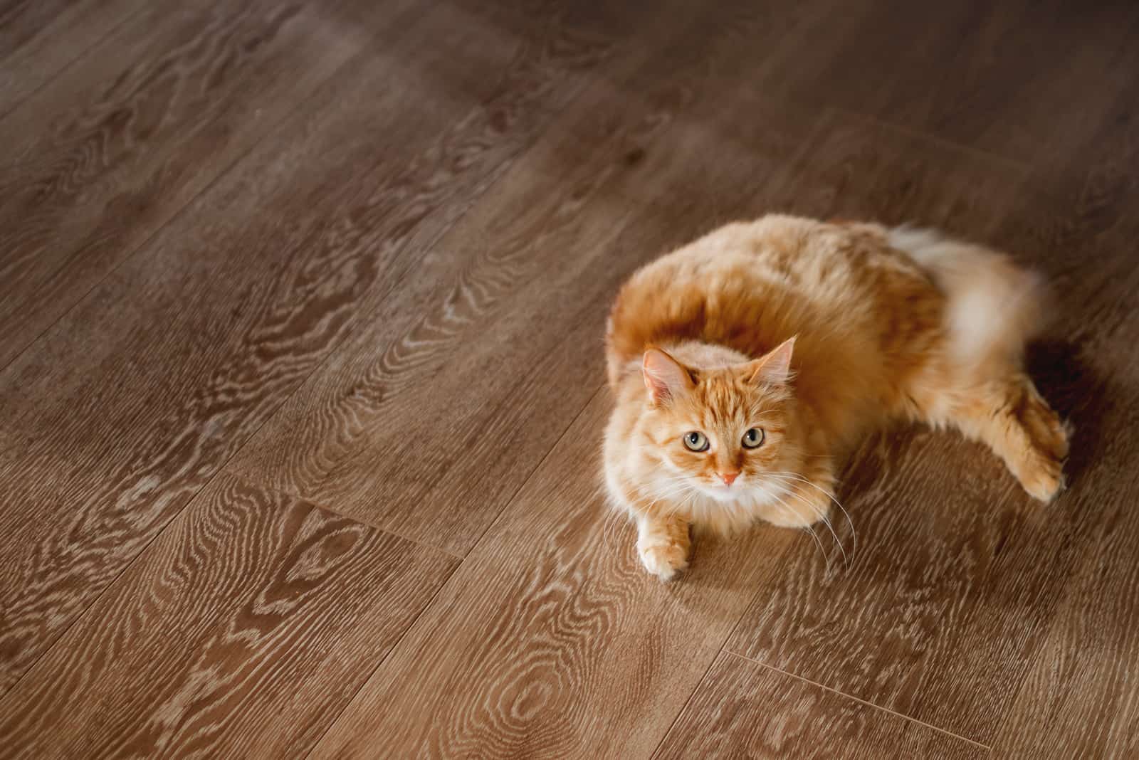 cat laying on the floor and looking up