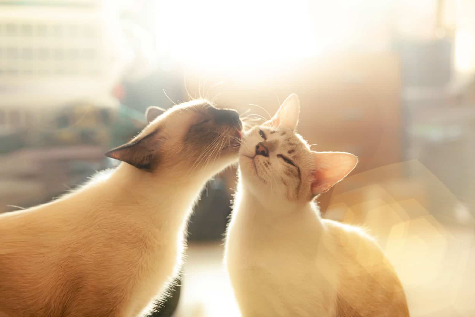 cat licking another cat