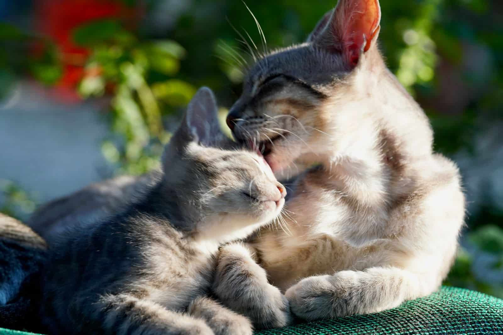 cat licking kitten