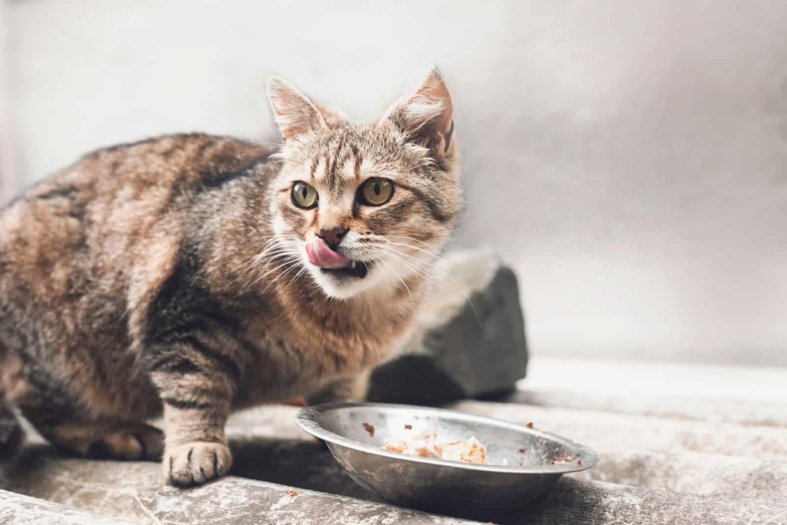 cat licks tongue after eating a meal