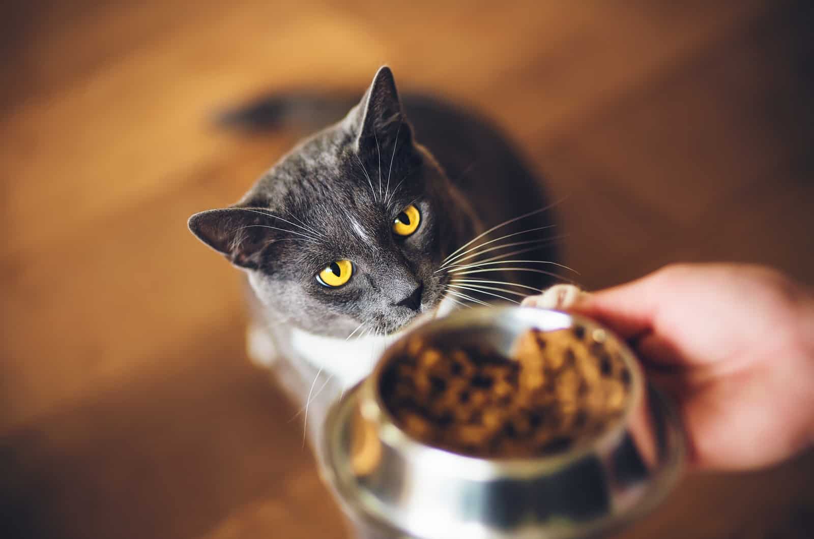 cat looking at bowl with food