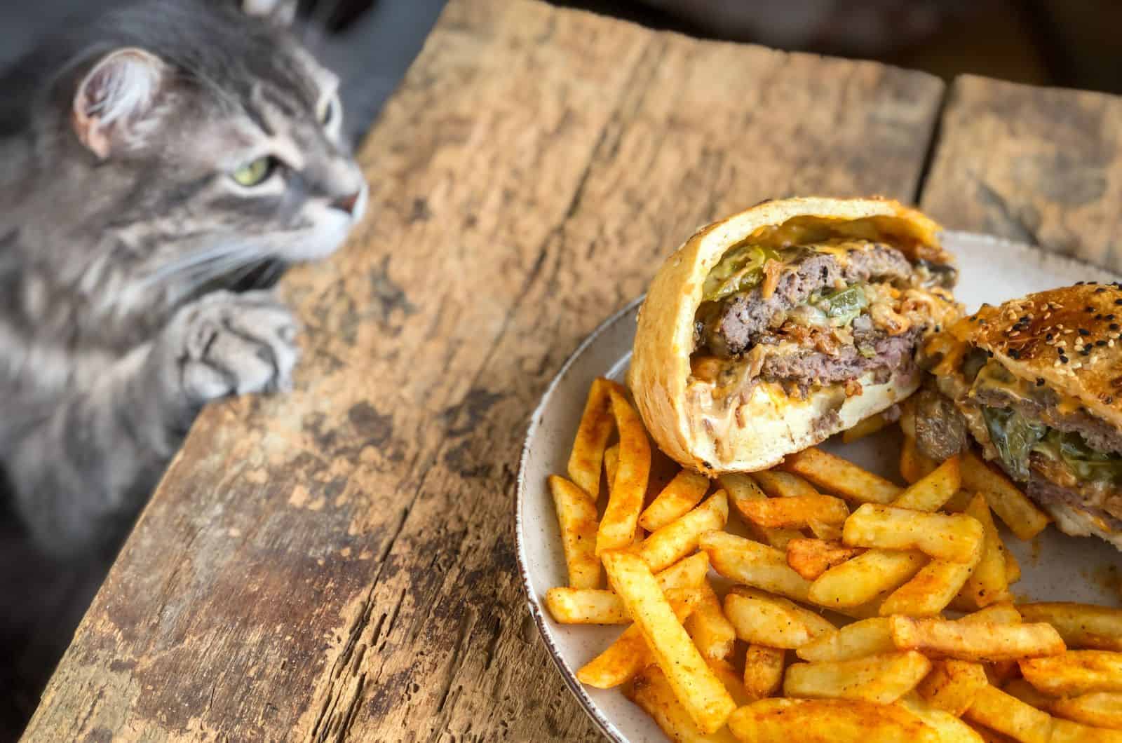 cat looking at fries