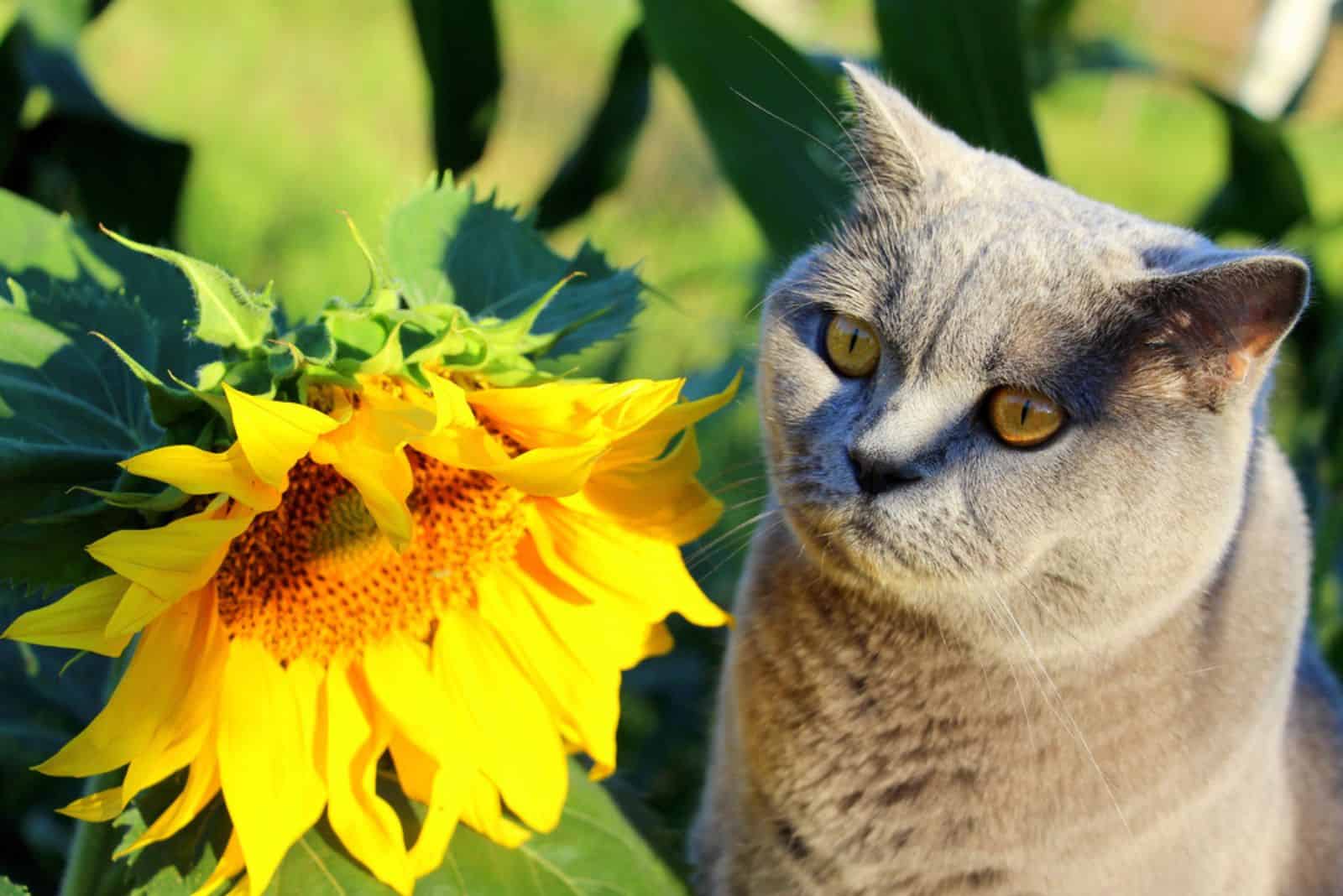 cat looking at sunflower