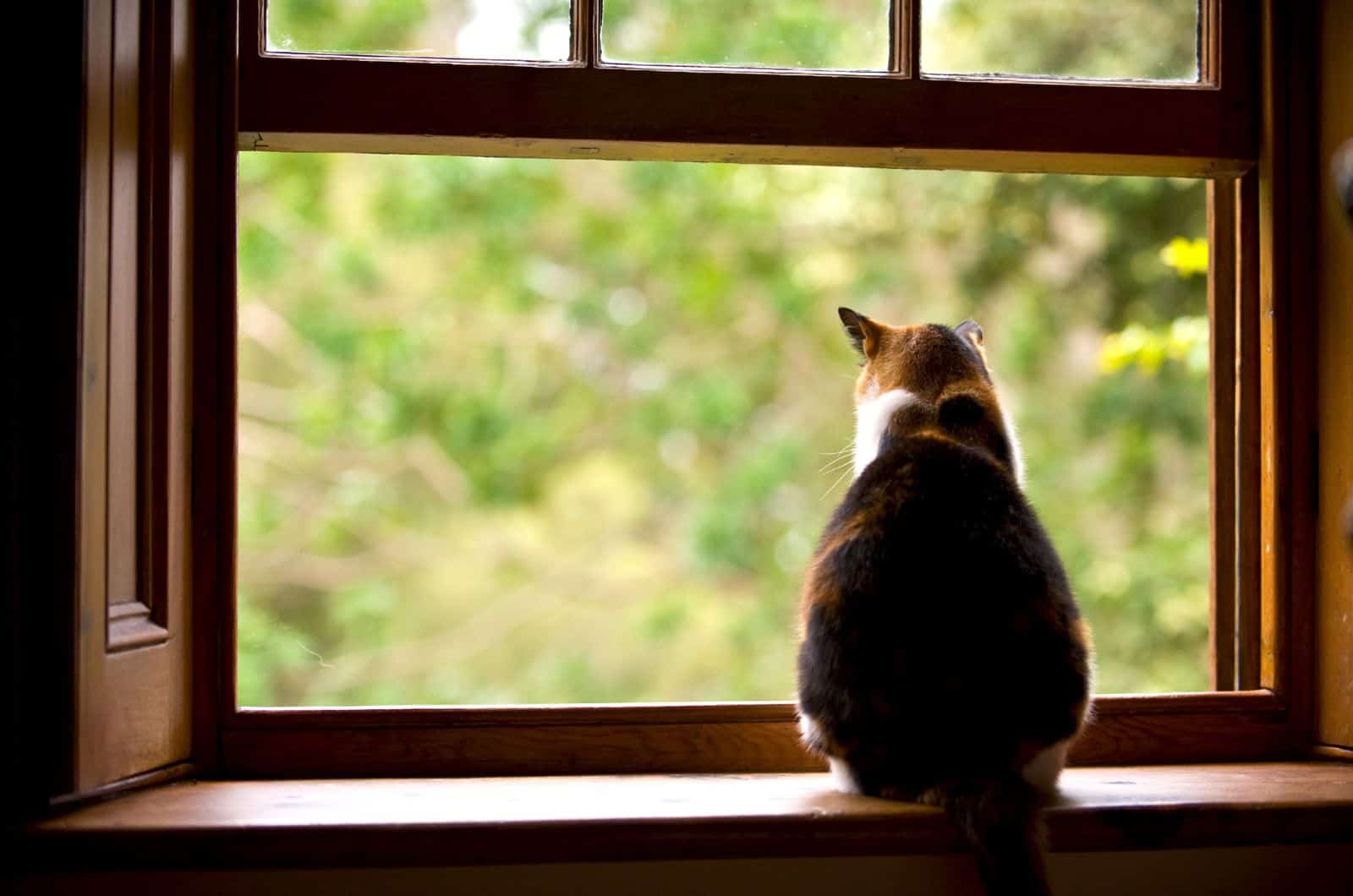 cat looking outside through window