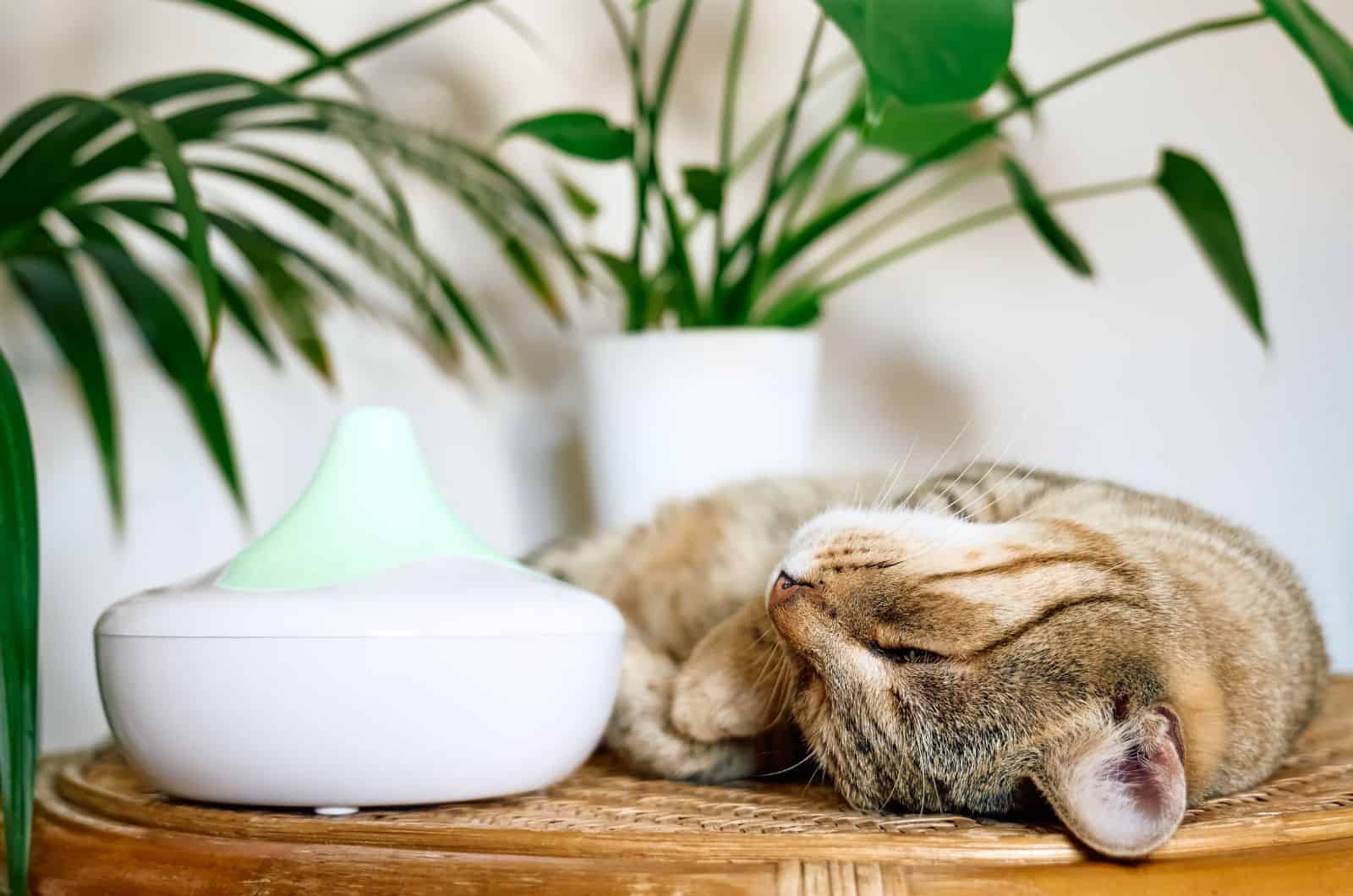 cat lying by diffuser