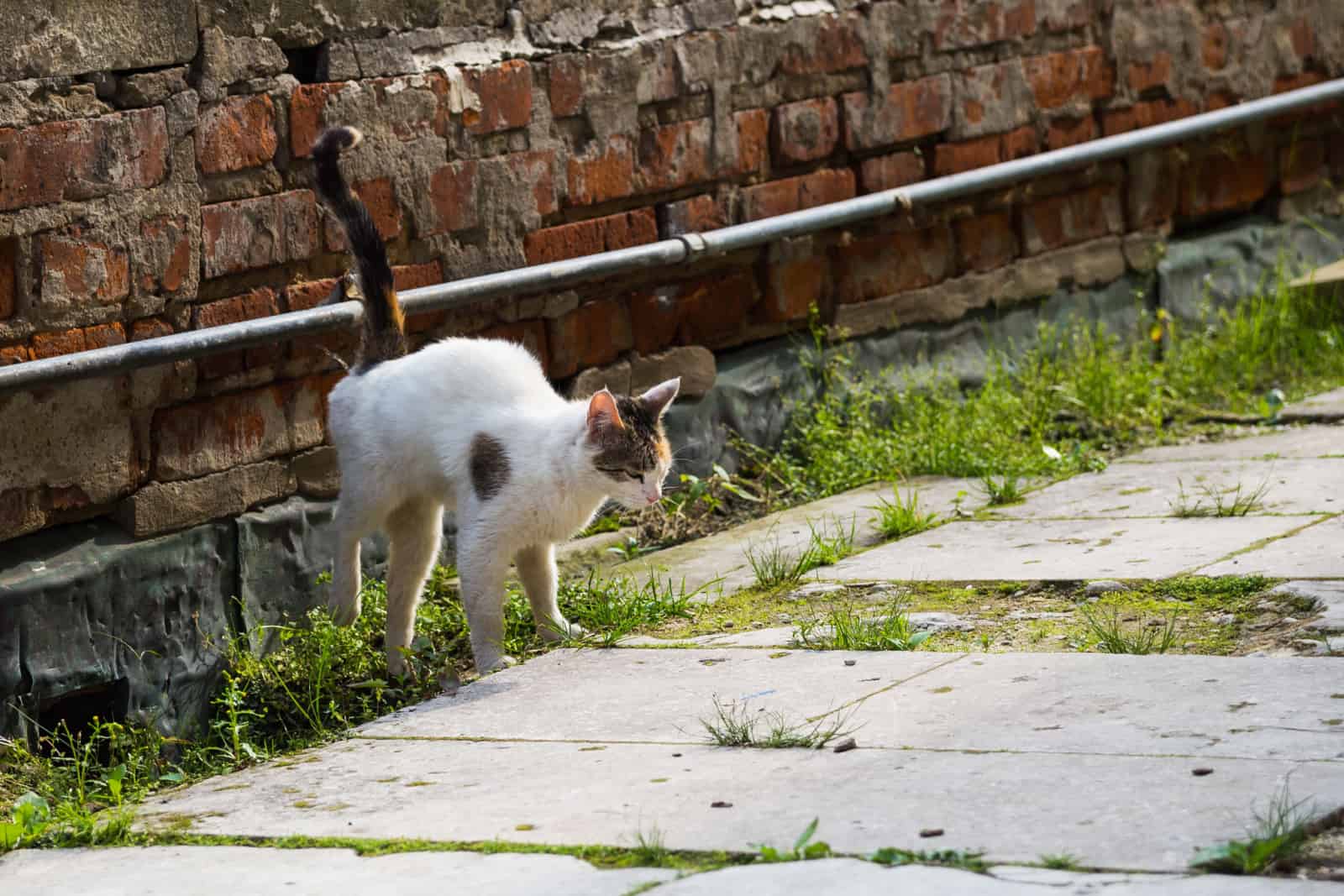 cat marks territory by spraying