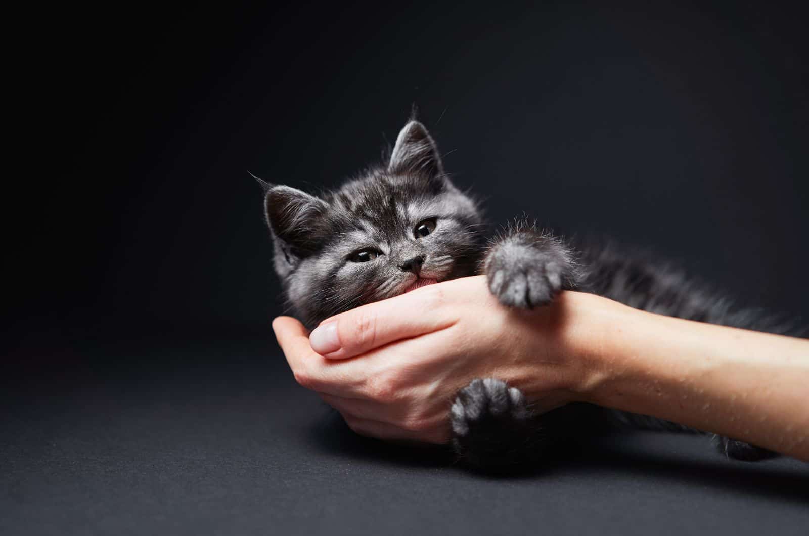 cat nibbling hand