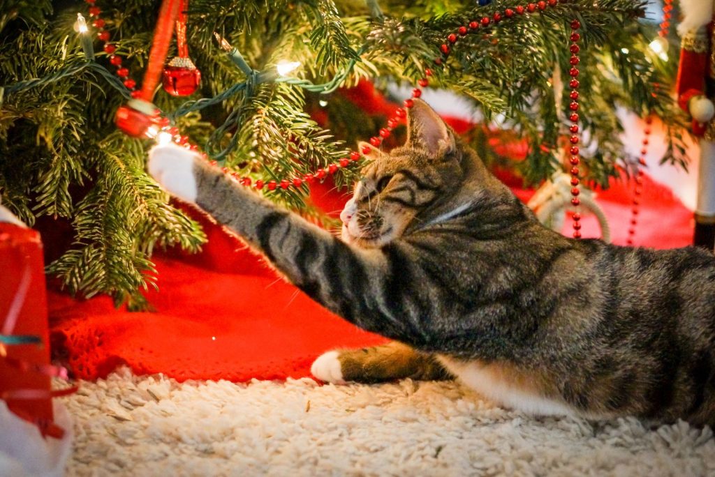 cat playing with christmas tree