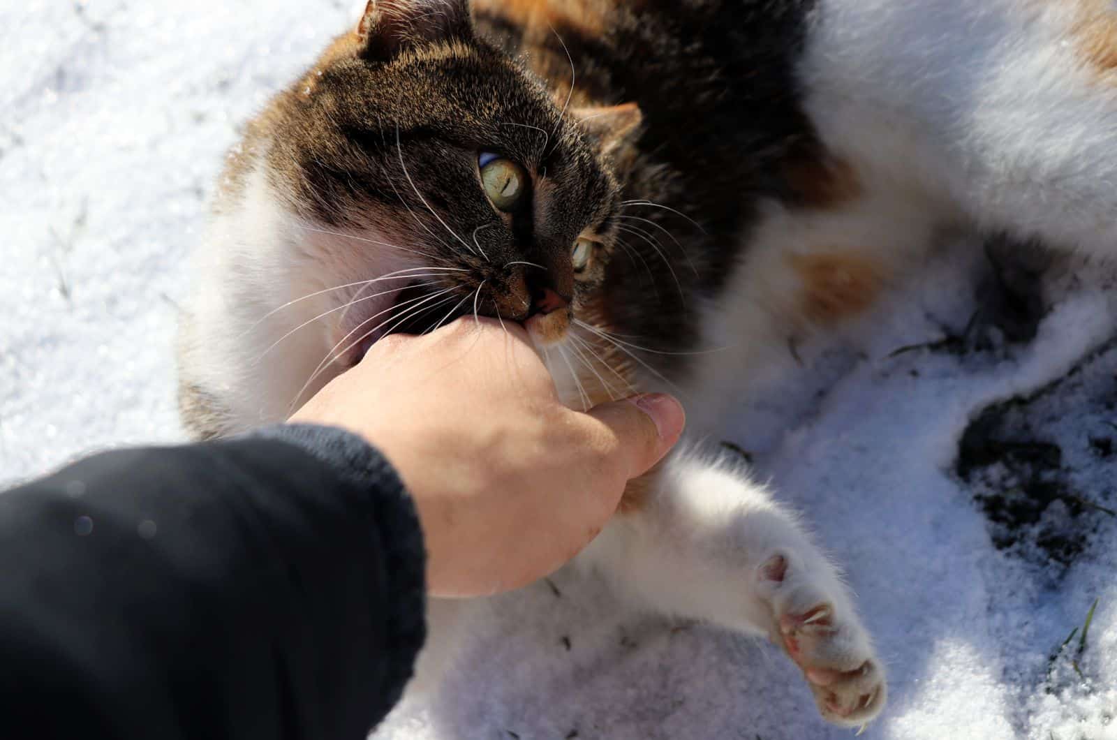 cat playing with owners hand