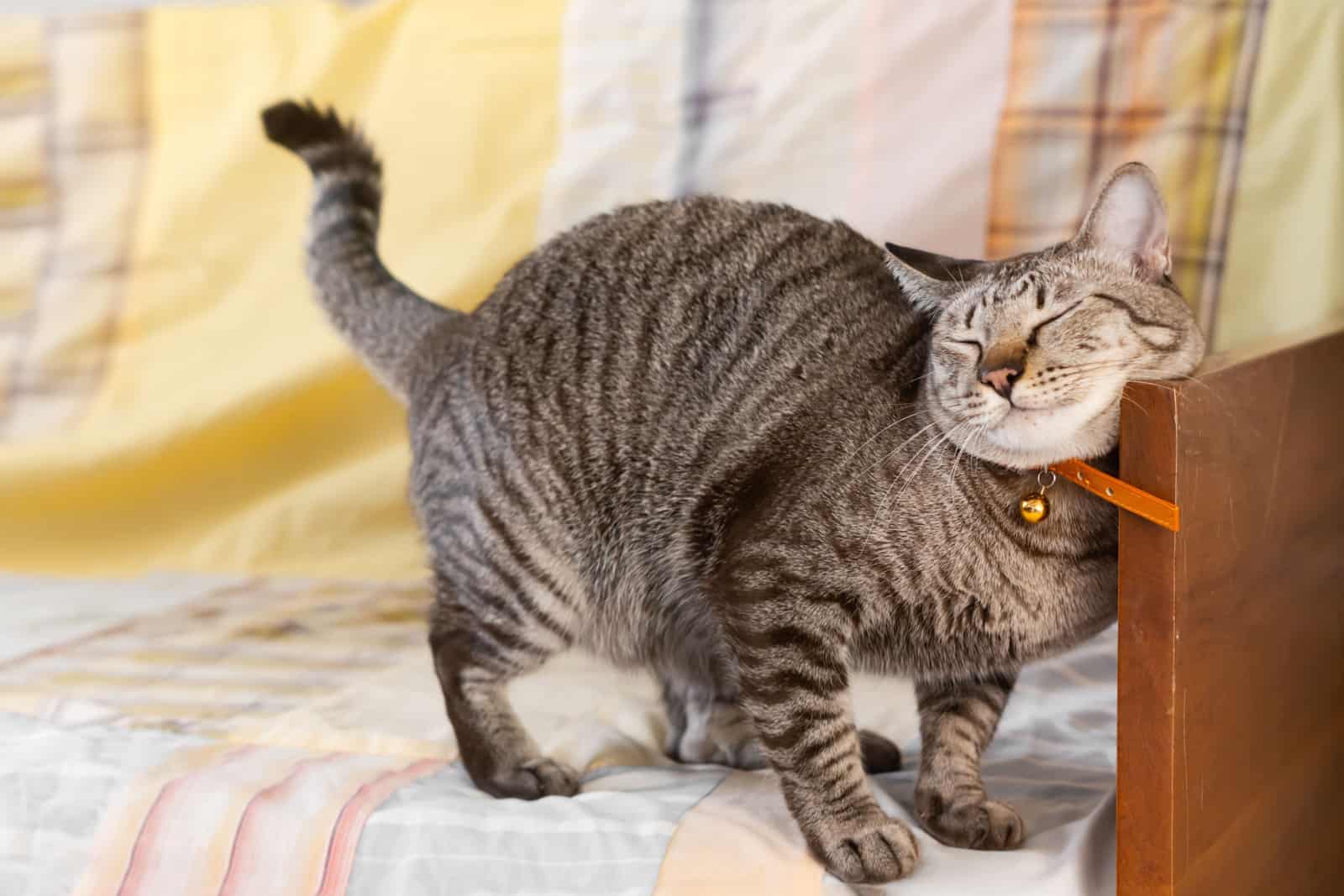 cat rubbing against furniture