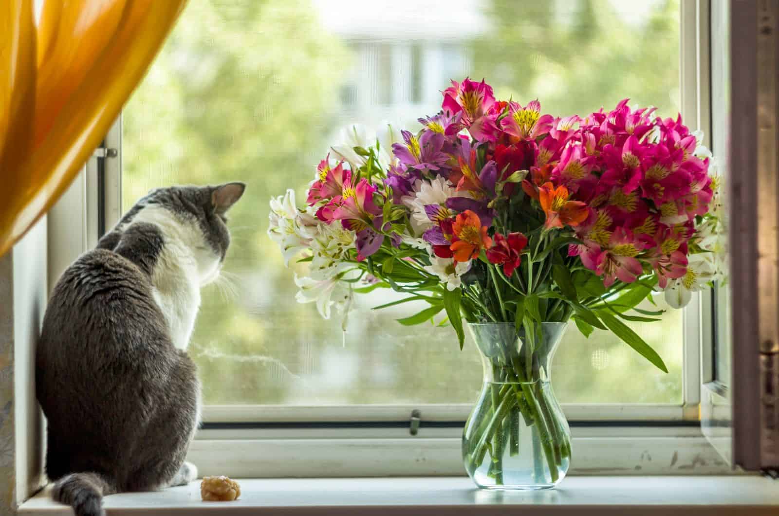 cat sitting by flowers by window