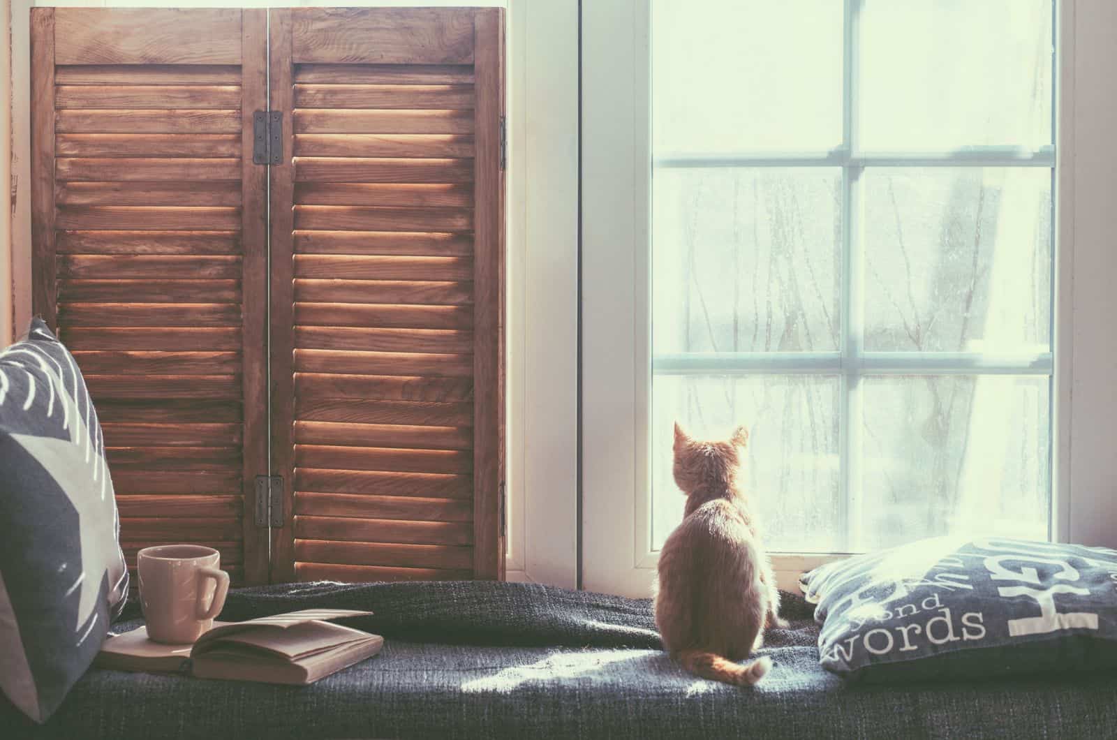 cat sitting by window and looking outside