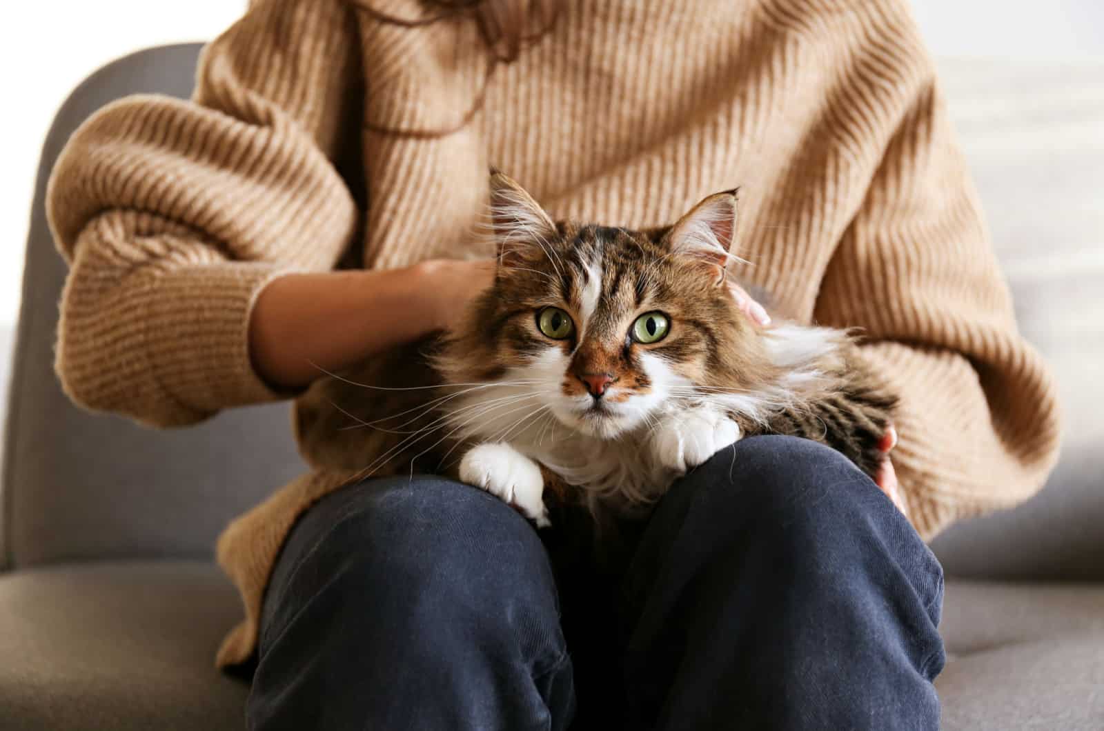 cat sitting in woman's lap