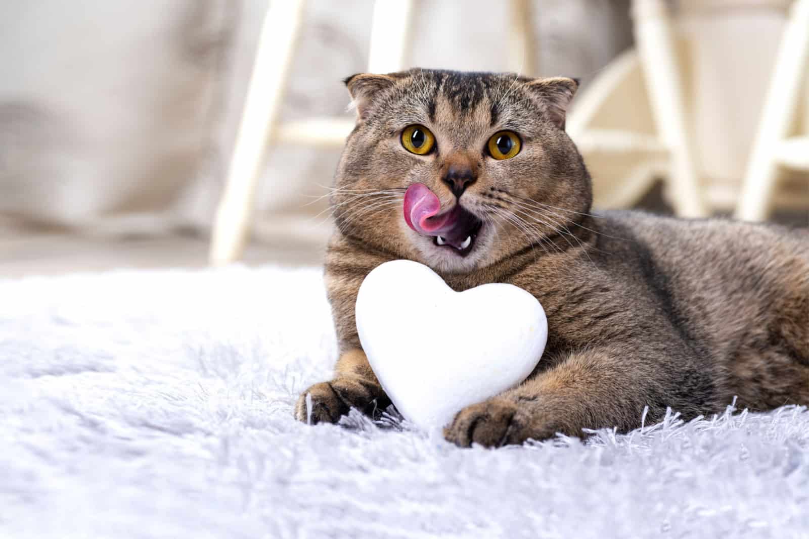 cat sitting next to a white heart