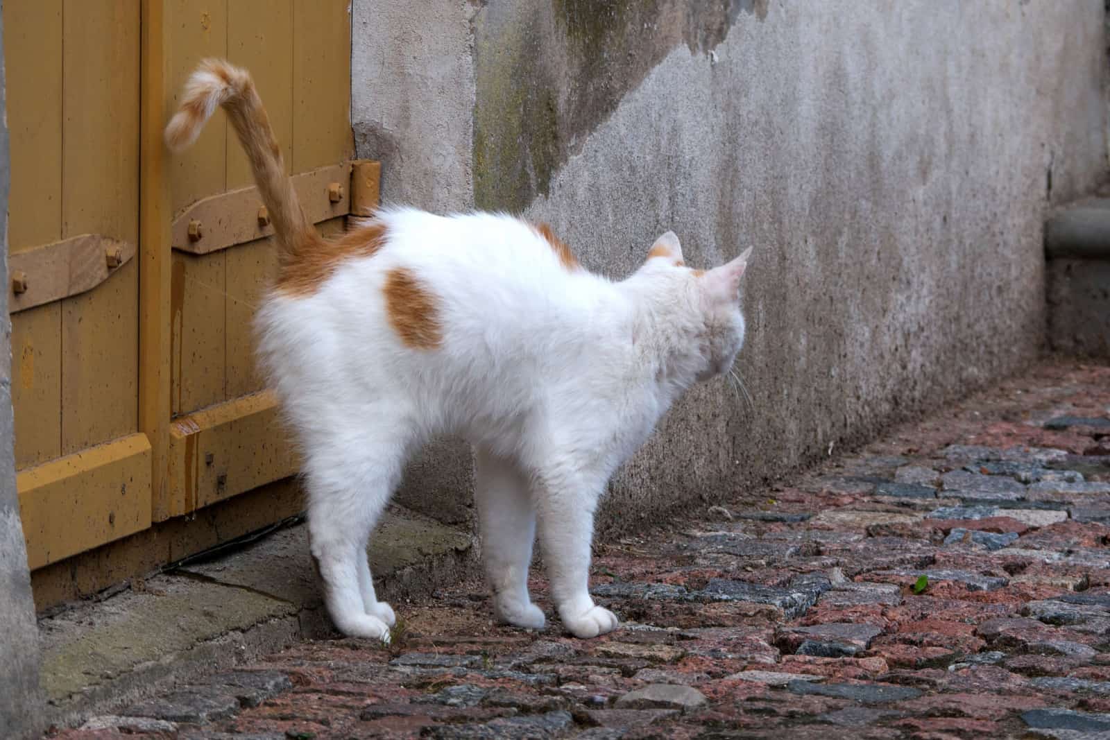 cat sprays and marks territory on the street