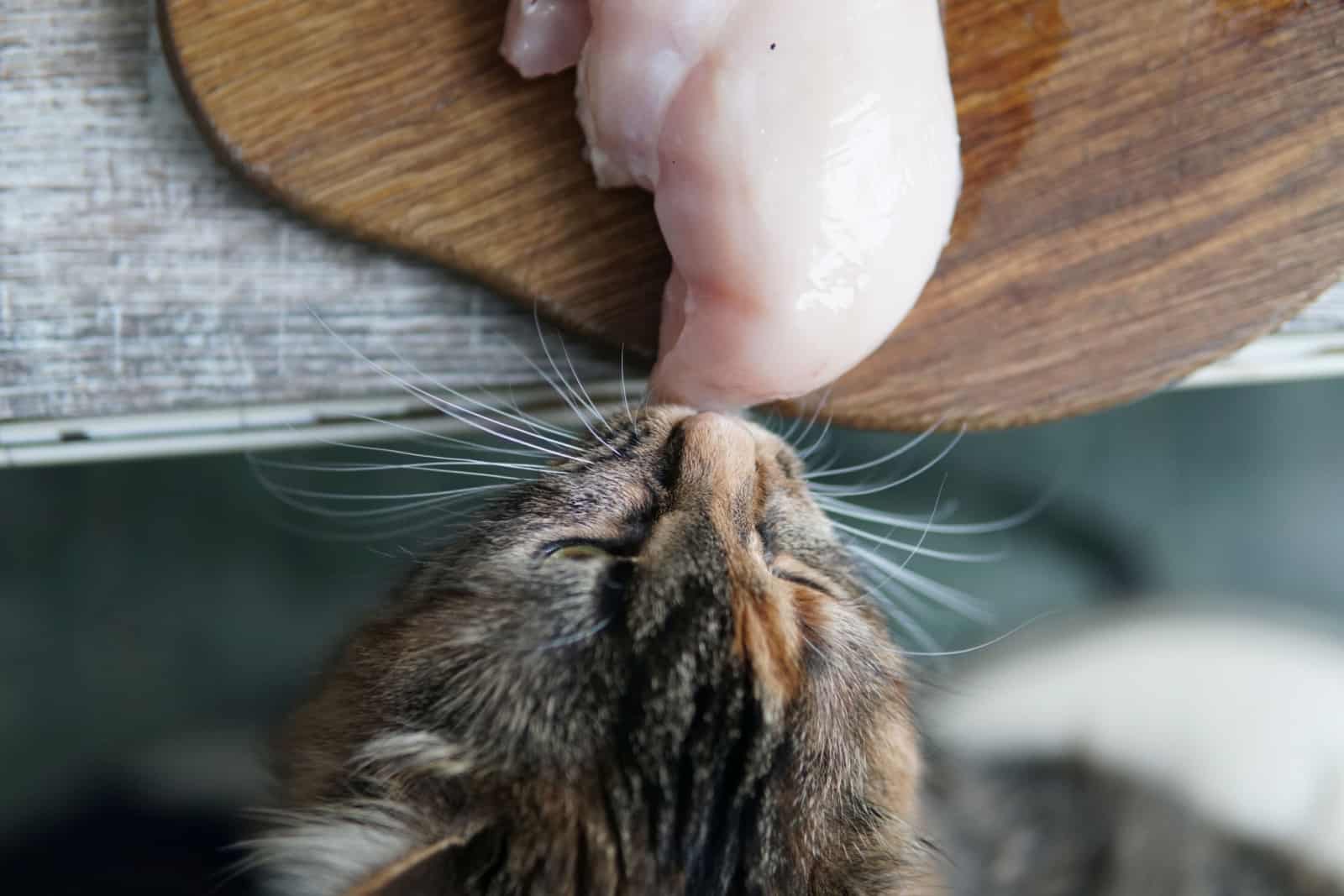 cat steals chicken from table