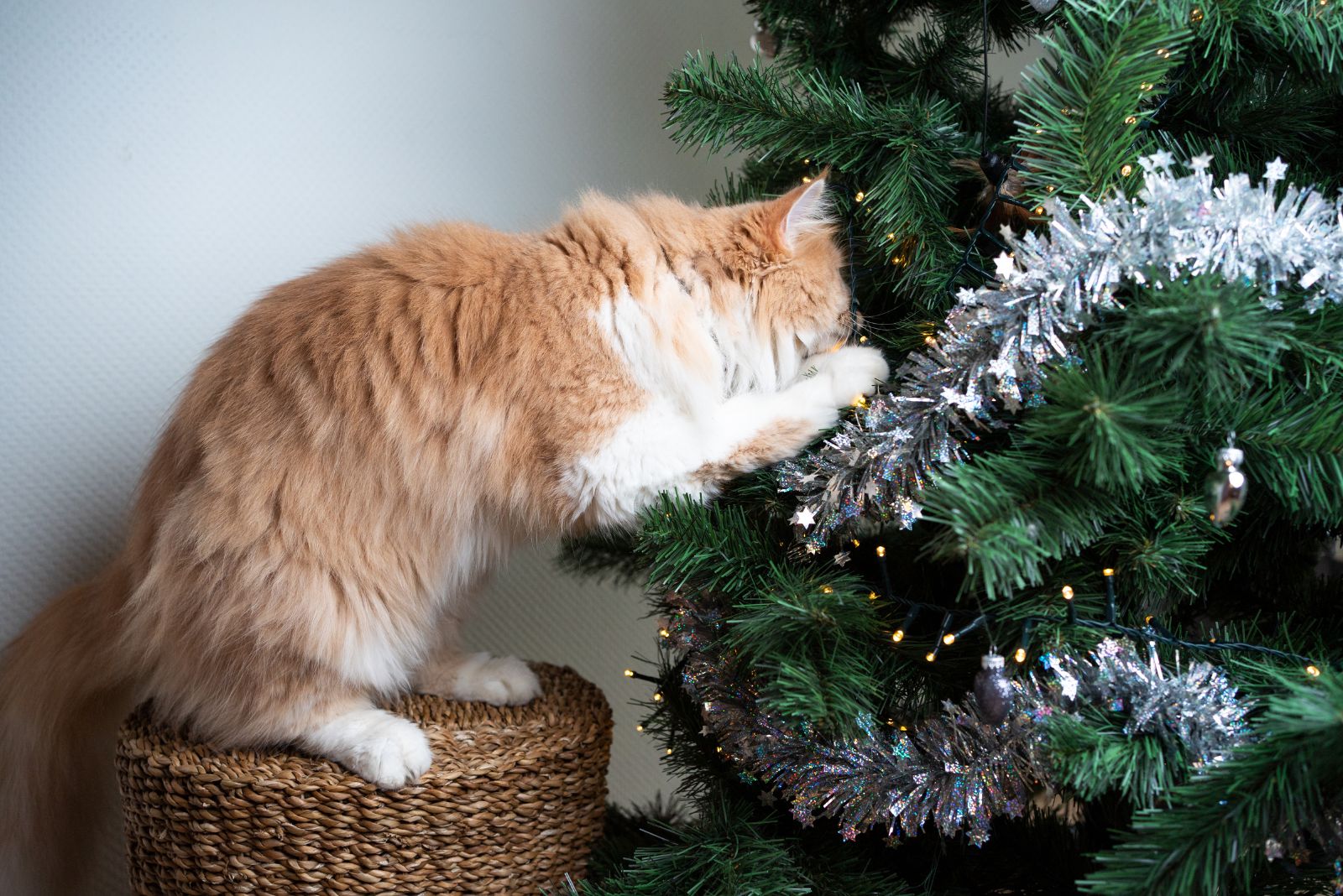 cat touching christmas tree