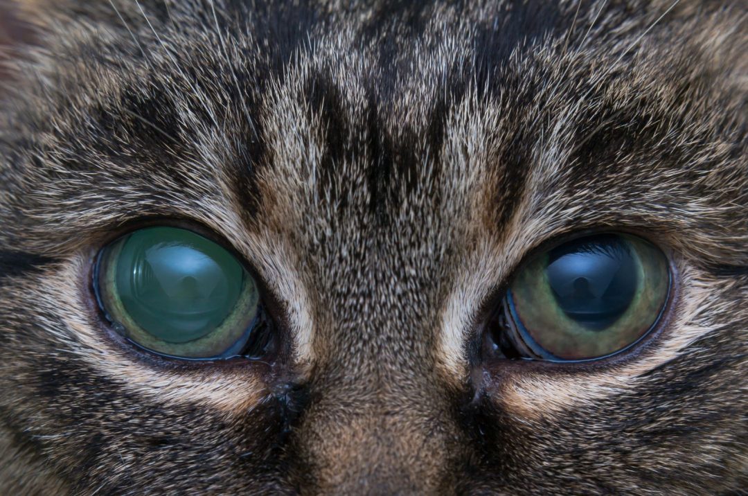 Causes Of Kitten Eye Infections + Treatment Options