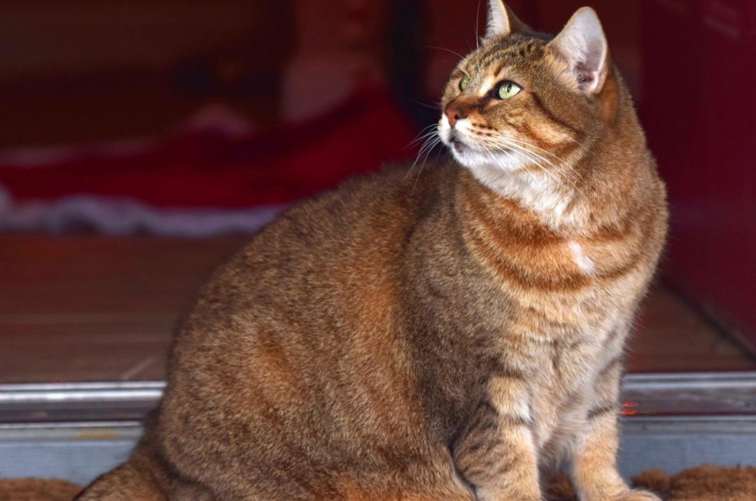 What's A Primordial Pouch? 3 Purposes Of A Cat's Belly Flap