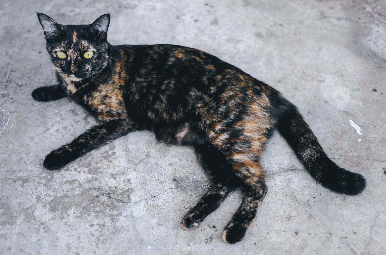 cat with Primordial Pouch lying on floor