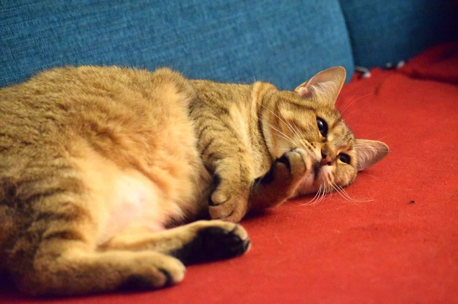 cat with Primordial Pouch lying on sofa