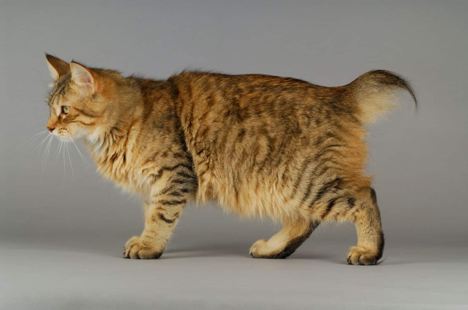 cat with Primordial Pouch walking