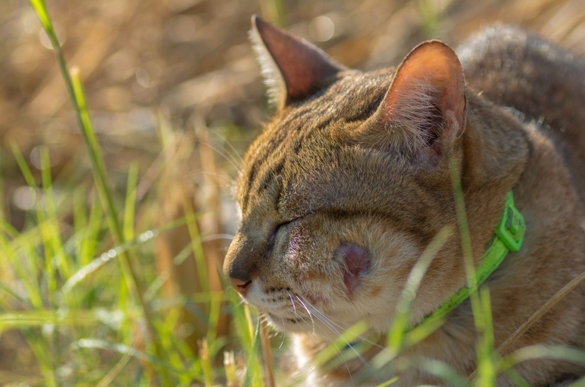 How To Deal With A Ruptured Cat Abscess Burst Hole Healing