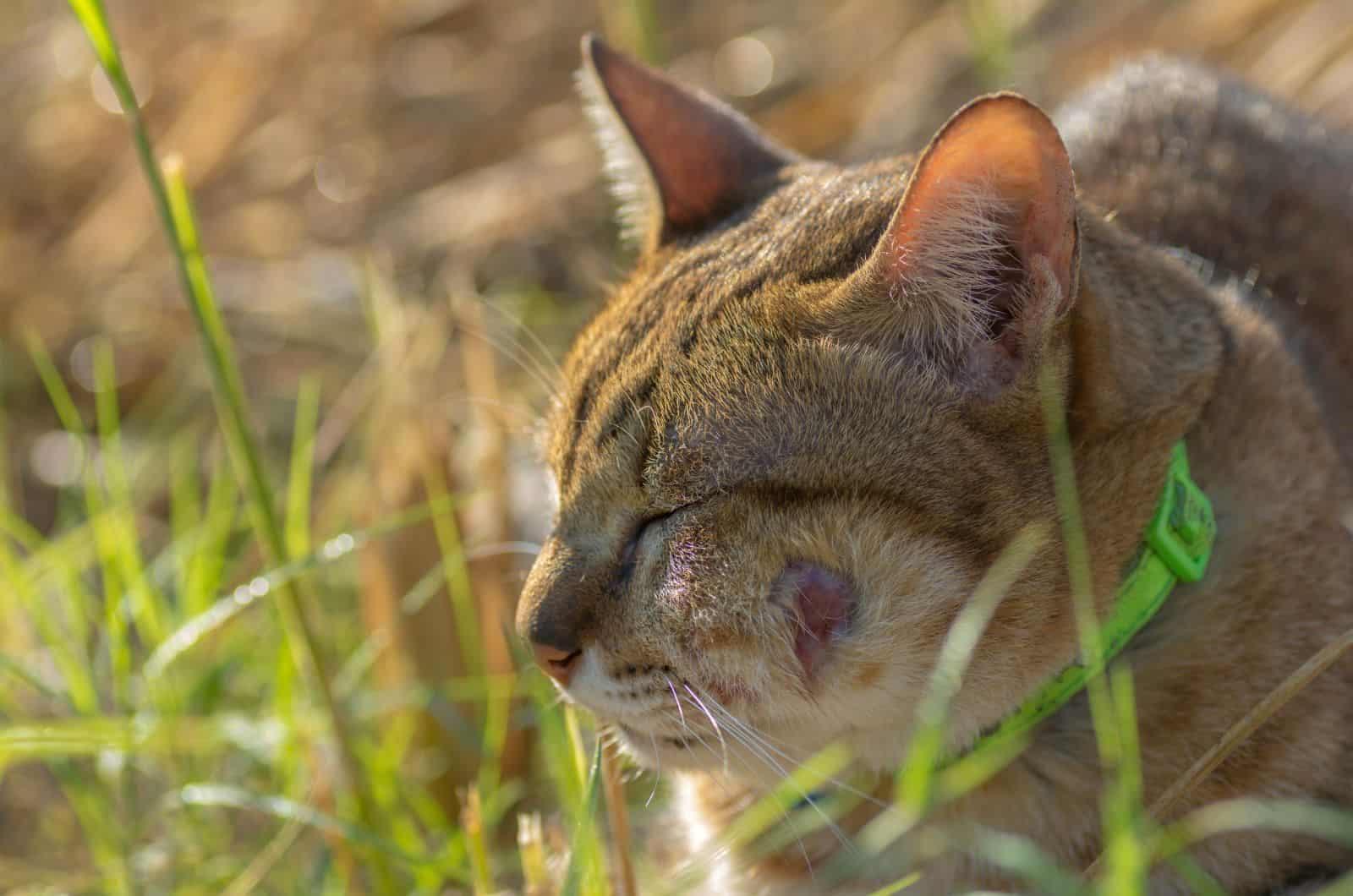 cat with Ruptured Abscess