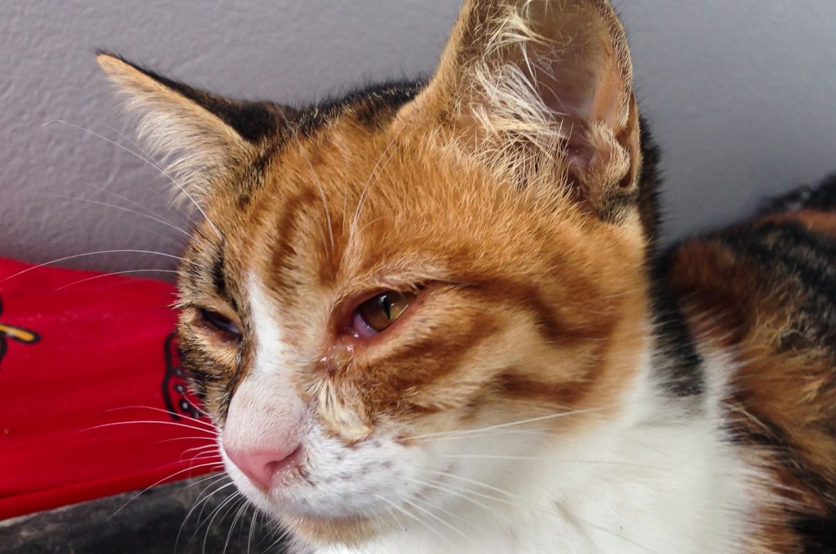 Causes Of Kitten Eye Infections + Treatment Options