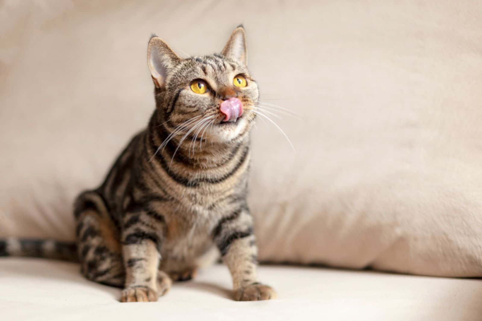 cat with bright yellow eyes sits on the beige sofa licking with tongue