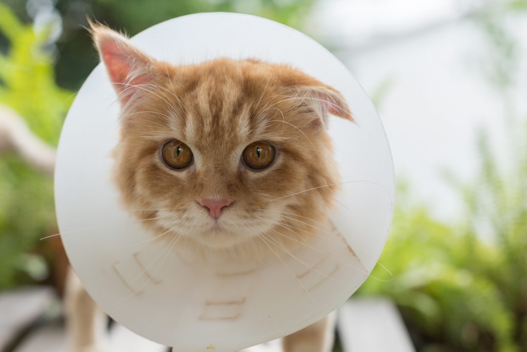 How To Deal With A Ruptured Cat Abscess Burst Hole Healing