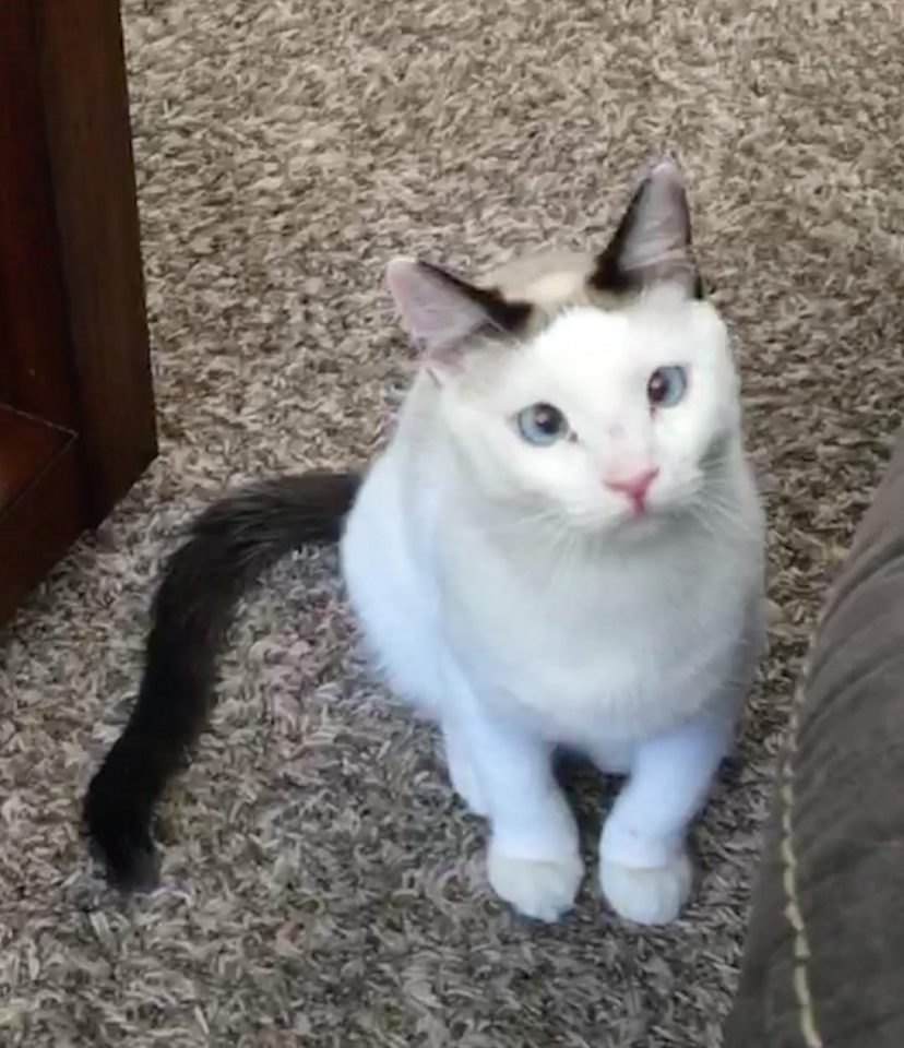 Limb Deformity In Bow Legged Cats How To Help Your Kitty