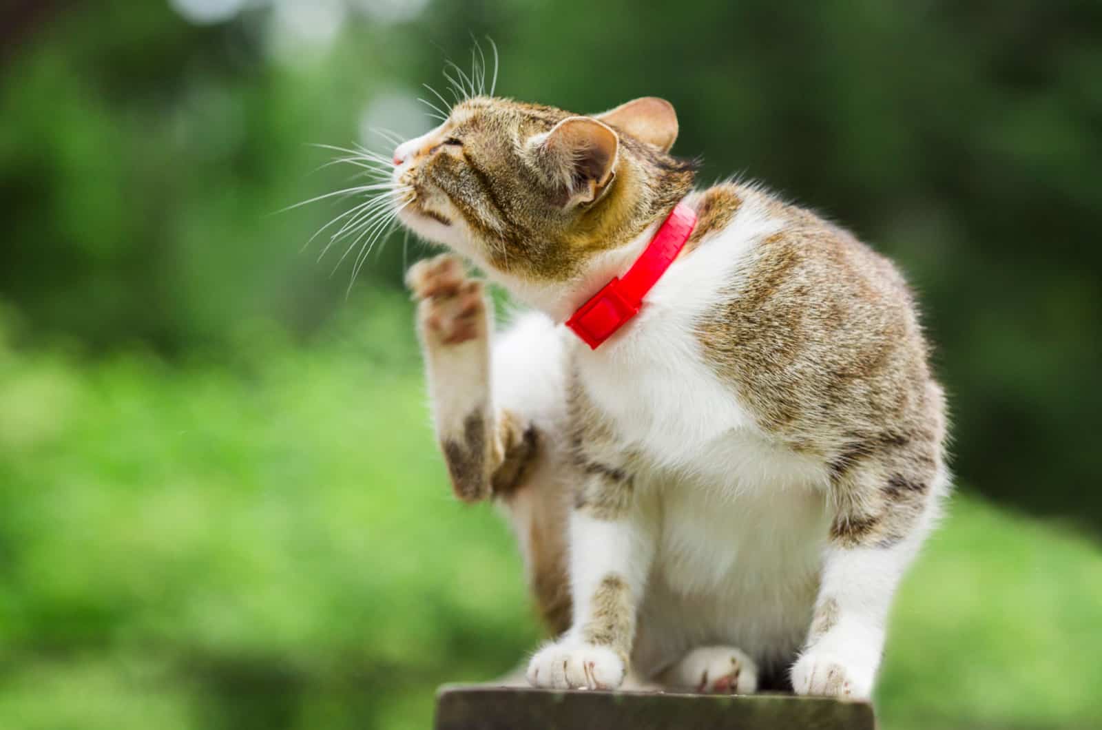 cat with flea repellant collar itching