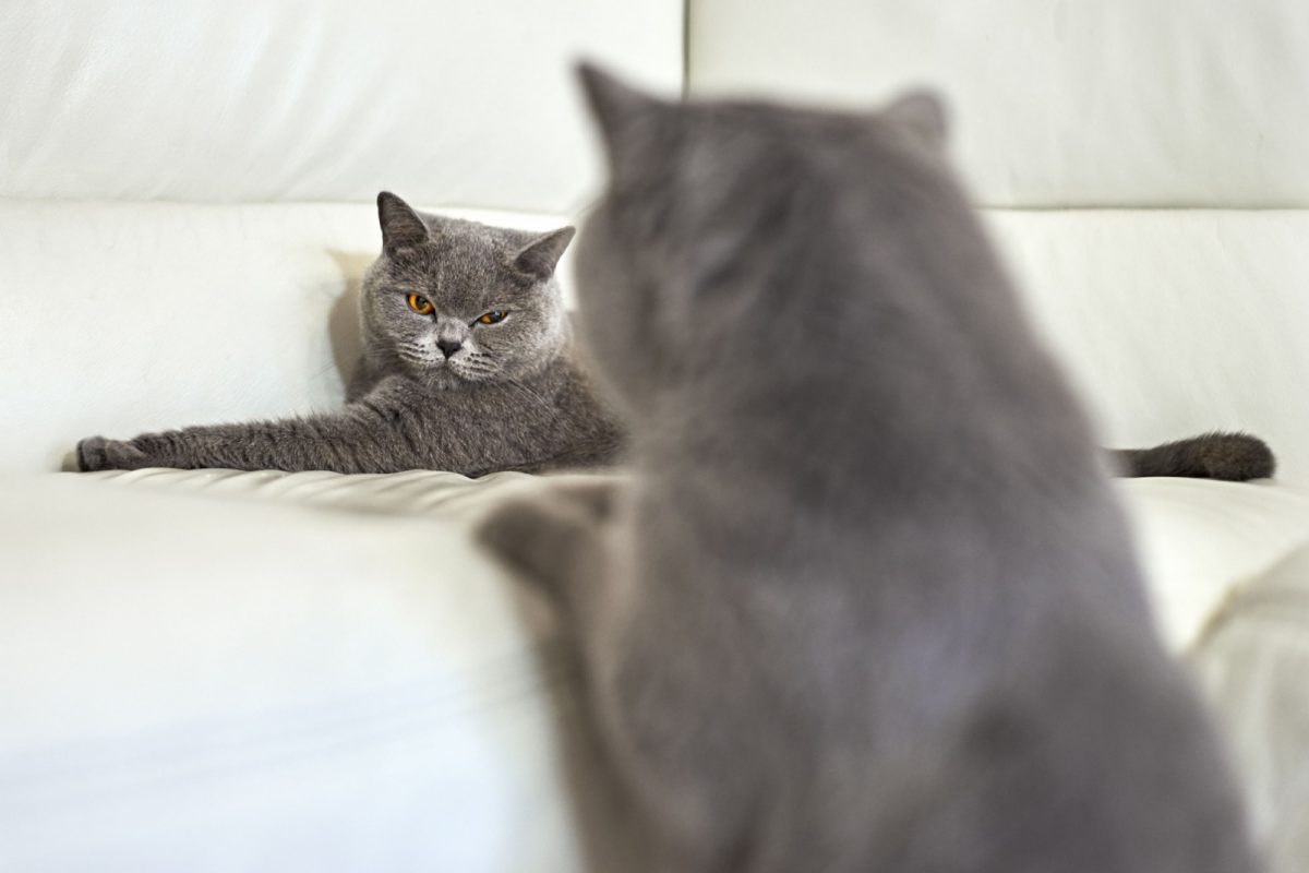 How Do Cats Mate? A Full Guide To Feline Reproduction