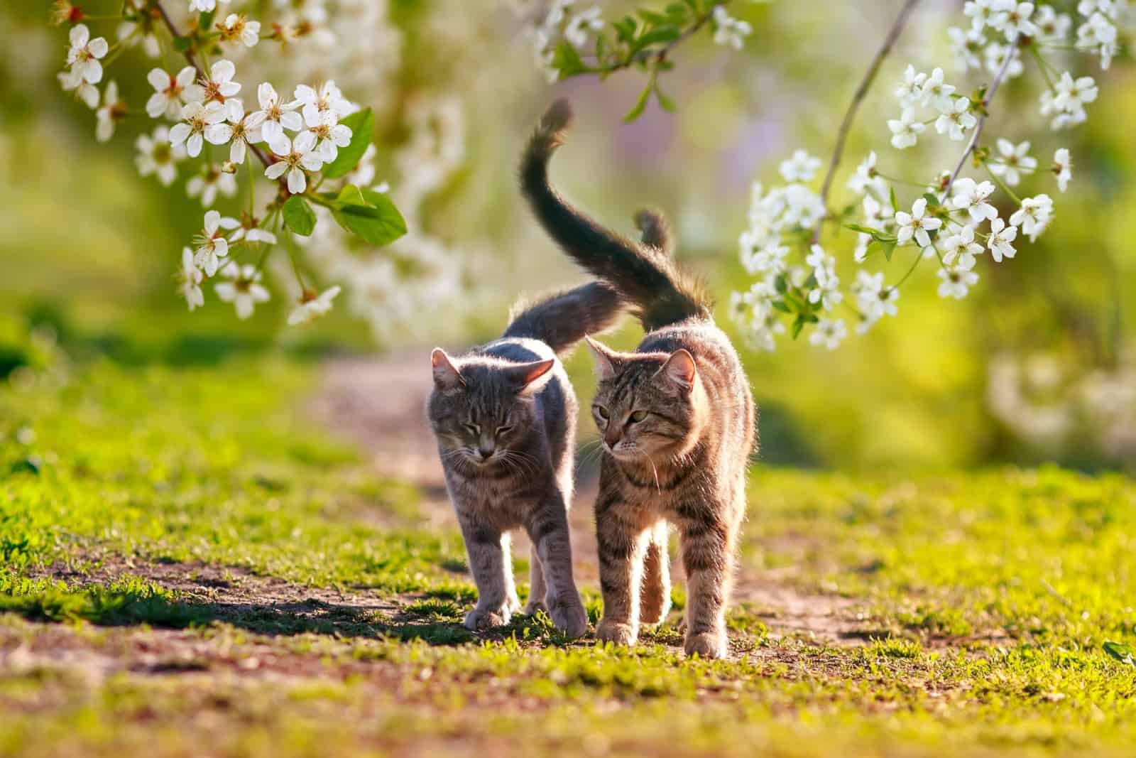 cats in love