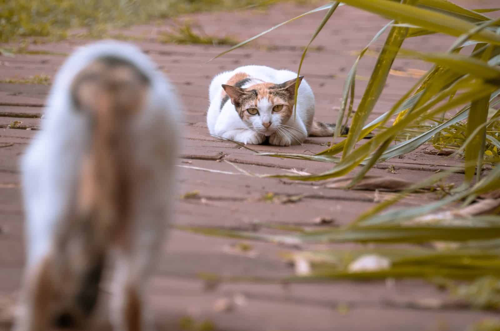 cats preparing to mate