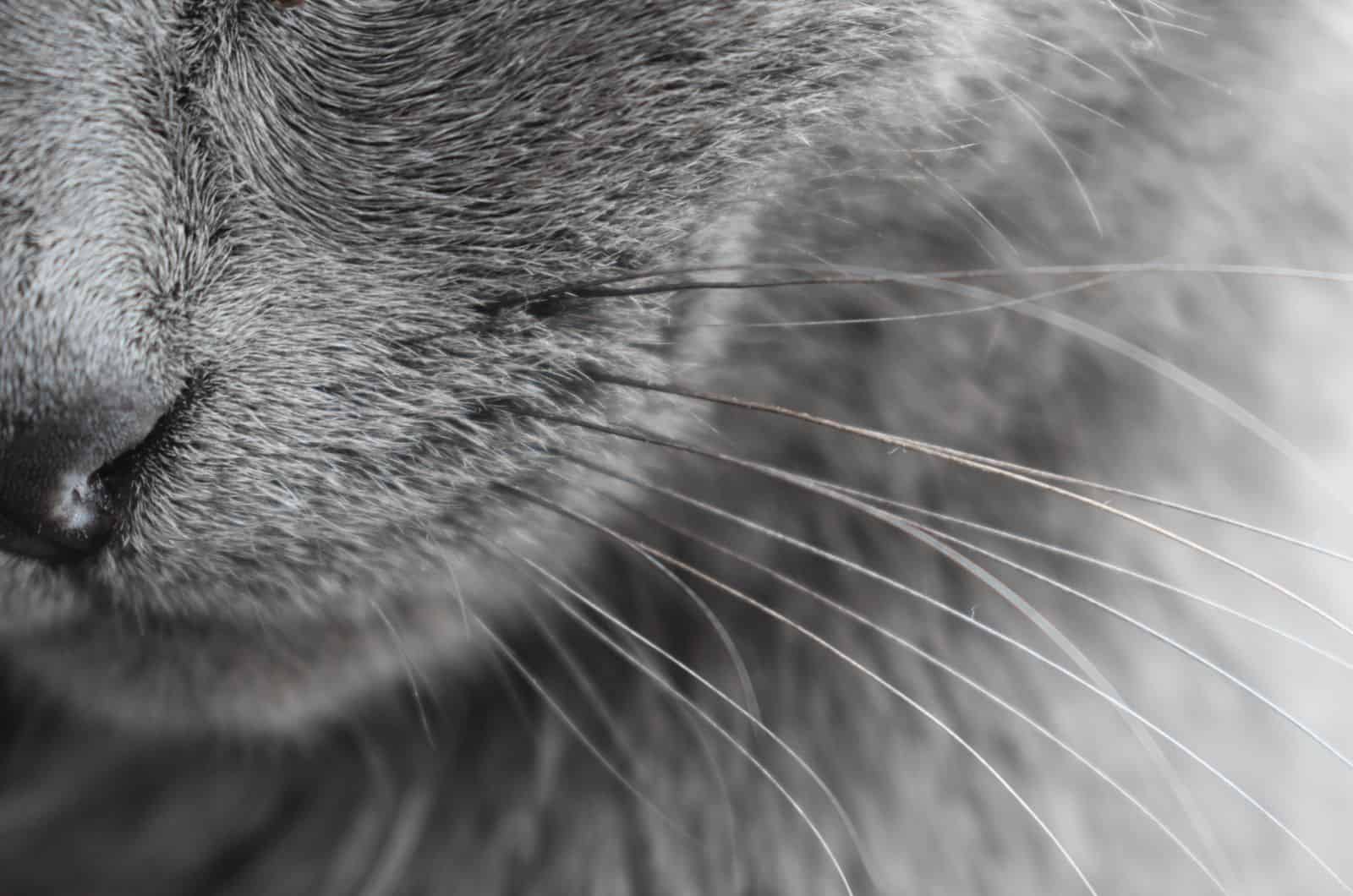 close shot of Cat's Black Whiskers